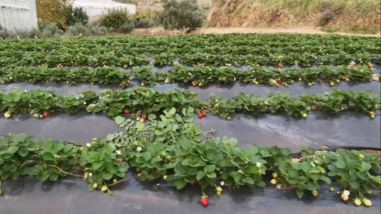 Mersin’de Çilek Hasadı: Toprakla Reyon Arası Fiyat Uçurumu! 1